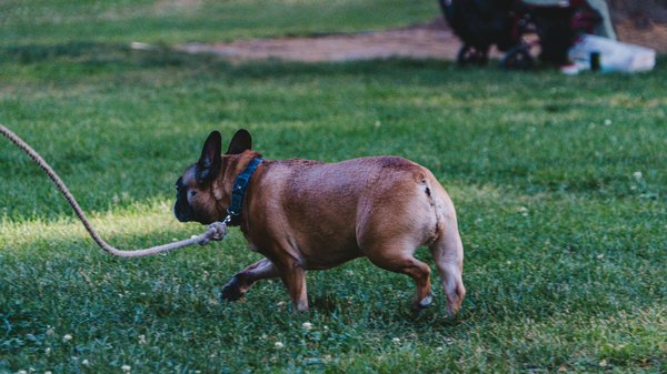 Friandise naturelle pour chien – truffe delice: des saveurs authentiques pour votre compagnon