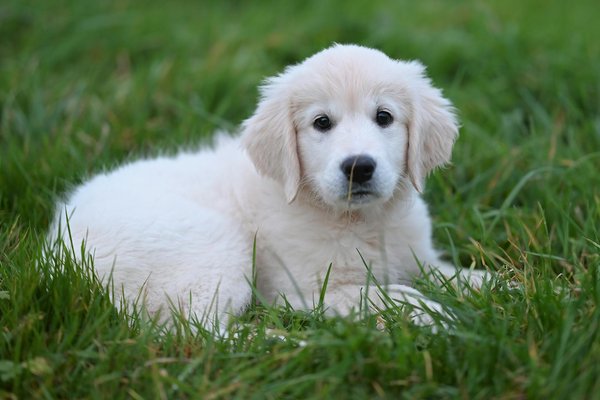 Conseils pratiques pour cohabiter avec chien et chat