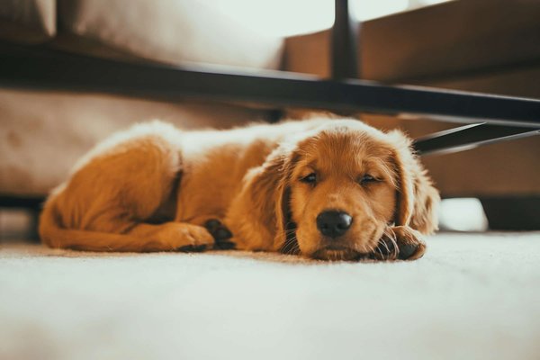 Comment prévenir la dysplasie de la hanche chez un chiot de race Golden Retriever?