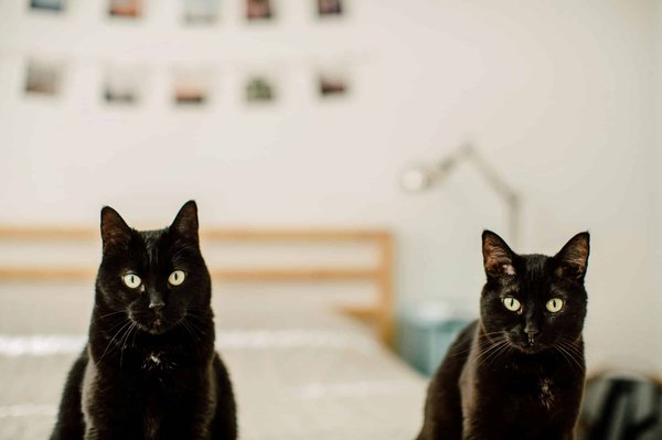 Comprendre le caractère unique du chat noir