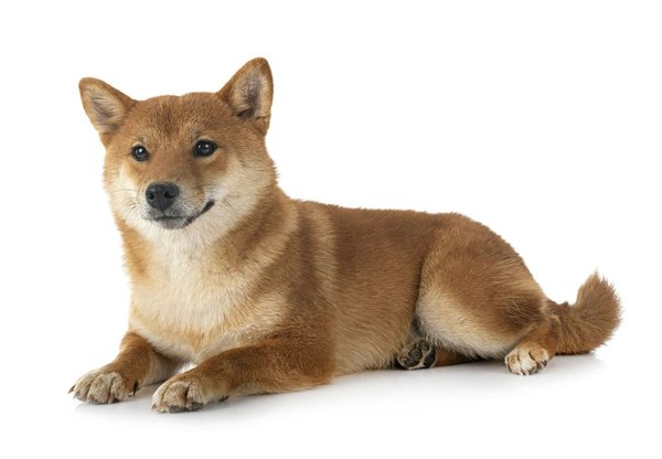 Guide sur le shiba inu : comment réussir son dressage ?