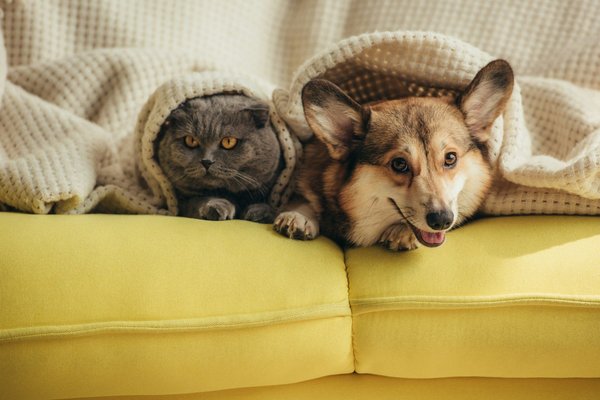 Assurance santé chien et chat : des solutions pour vos finances